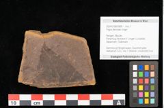 Foto (Objekt + Etikett) von Fagus sp. (NHMW-GEO-2024-0188-0989)
